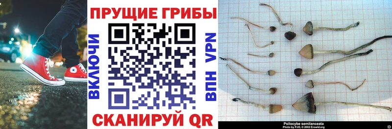 как найти закладки  Волжск  Галлюциногенные грибы Cubensis 